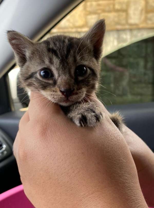 Idosa suspeita de maus tratos contra gatos é presa pela Polícia Civil